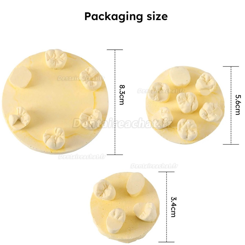 Kit de formation à la morphologie dentaire (3 pièces/sac) : modèles de positions U6/L6/U4 (gypse/résine)